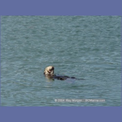 2003_3476_Kyuquot_BC_Walters_Cove.html