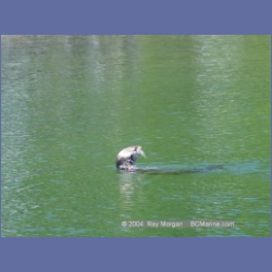 2003_3477_Kyuquot_BC_Walters_Cove.html