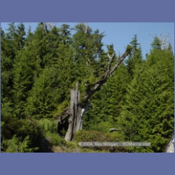 2003_3582_Kyuquot_BC_Walters_Cove.html