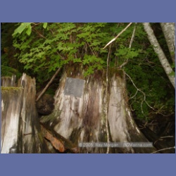2005_1202_Bill_Cloke_Larcom_Island.html