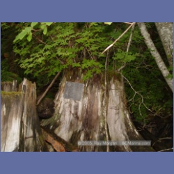 2005_1203_Bill_Cloke_Larcom_Island.html