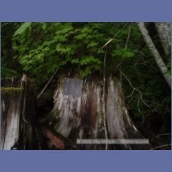 2005_1204_Bill_Cloke_Larcom_Island.html