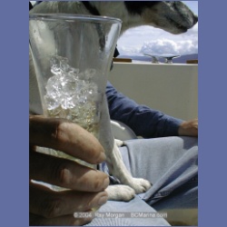 1998_394_LeConte_Glacier.html