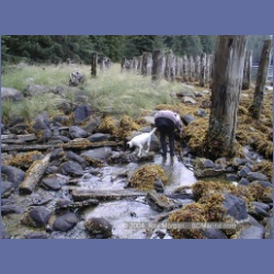 1998_536_Lowe_Inlet.html