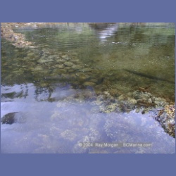 1998_548_Lowe_Inlet.html
