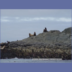 2004_6903_McInnes_Island.html