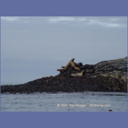 2004_6904_McInnes_Island.html