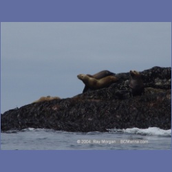 2004_6905_McInnes_Island.html