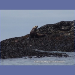 2004_6906_McInnes_Island.html
