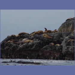 2004_6908_McInnes_Island.html