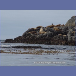 2004_6910_McInnes_Island.html