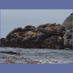 2004_6914_McInnes_Island.html