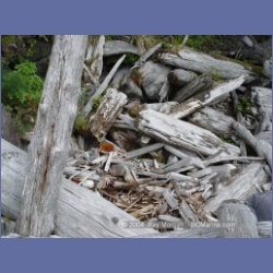 2004_6923_McInnes_Island.html