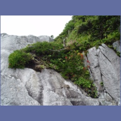 2004_6933_McInnes_Island.html