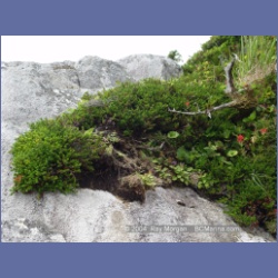 2004_6934_McInnes_Island.html