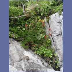 2004_6935_McInnes_Island.html