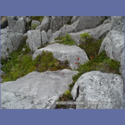 2004_6942_McInnes_Island.html