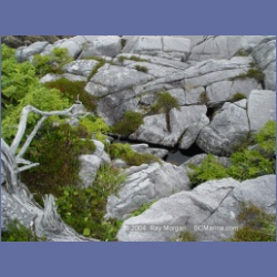 2004_6943_McInnes_Island.html