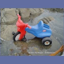 2004_6950_McInnes_Island.html
