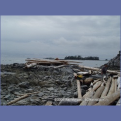 2004_6958_McInnes_Island.html