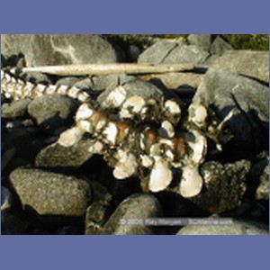 2000_416_McMicking_Inlet.jpg