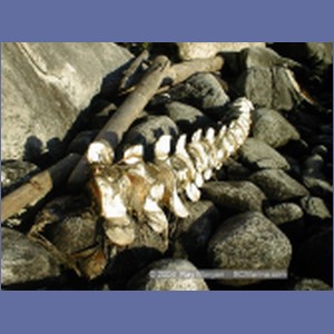 2000_419_McMicking_Inlet.jpg