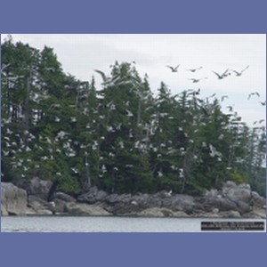 2006_2408_McMicking_Inlet_Campania_Island.JPG