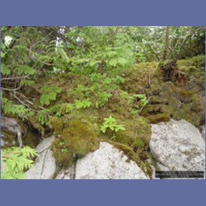 2006_2422_McMicking_Inlet_Campania_Island.JPG