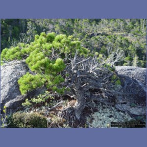 2006_2498_McMicking_Inlet_Campania_Island.JPG