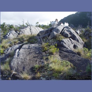 2006_2502_McMicking_Inlet_Campania_Island.JPG