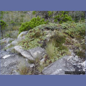 2006_2504_McMicking_Inlet_Campania_Island.JPG