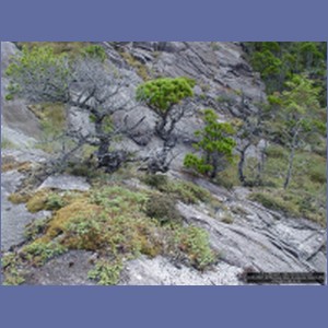 2006_2507_McMicking_Inlet_Campania_Island.JPG