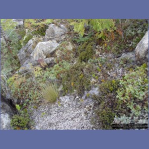 2006_2510_McMicking_Inlet_Campania_Island.JPG