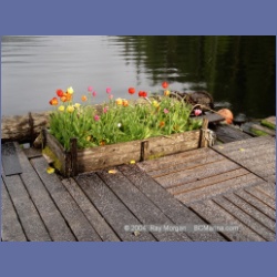 2003_2193_Flowers_Mereworth_Sound.html