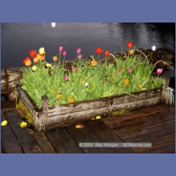 2003_2195_Flowers_Mereworth_Sound.html