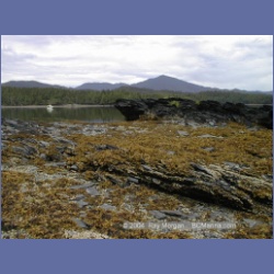 1998_528_Metlakatla.html