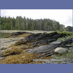 1998_529_Metlakatla.html