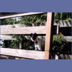1997_minstrel82.html