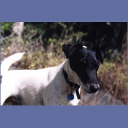 1997_minstrel89.html