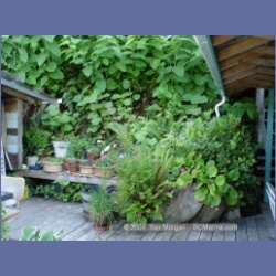 2003_3500_Kyuquot_BC_Miss_Charlies.html