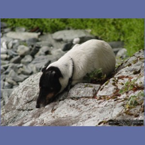 2006_1552_Mite_Cove_Yakobi_Island_AK.JPG