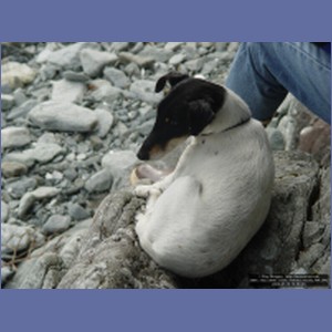 2006_1553_Mite_Cove_Yakobi_Island_AK.JPG