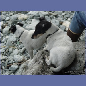 2006_1554_Mite_Cove_Yakobi_Island_AK.JPG