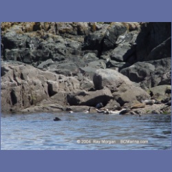 2004_6186_Mitlenatch_Island.html