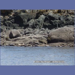 2004_6191_Mitlenatch_Island.html