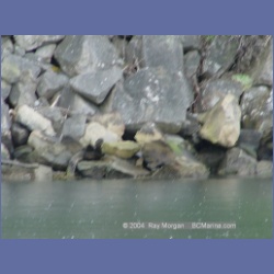 2003_1488_Montague_Harbour_Galiano_Island.html