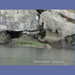 2003_1492_Montague_Harbour_Galiano_Island.html