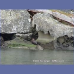 2003_1493_Montague_Harbour_Galiano_Island.html