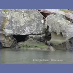2003_1494_Montague_Harbour_Galiano_Island.html