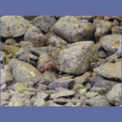 2004_6794_Mouat_Cove.html